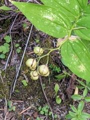 Maianthemum stellatum