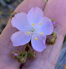 Drosera eremaea