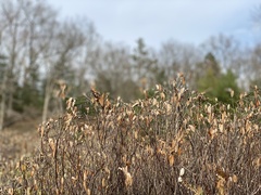Chamaedaphne calyculata