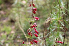 Penstemon roseus