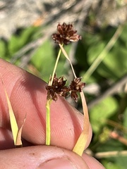 Juncus ensifolius