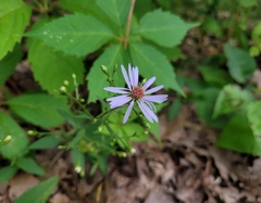 Symphyotrichum laeve