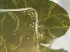 Utricularia