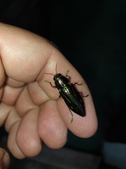 Halecia mexicana