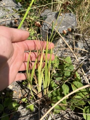 Juncus ensifolius