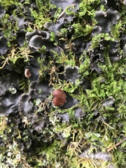 Peltigera horizontalis