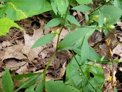 Symphyotrichum laeve