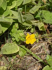 Erythranthe tilingii