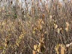 Chamaedaphne calyculata