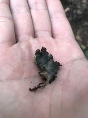 Peltigera horizontalis