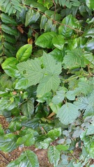 Rubus spectabilis