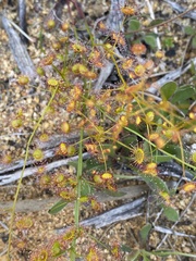Drosera eremaea