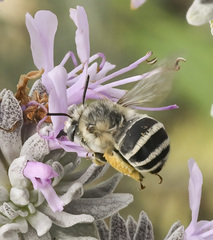 Anthophora urbana