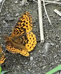 Boloria bellona