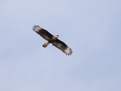 Caracara plancus