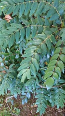 Berberis nervosa