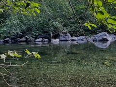 Histrionicus histrionicus