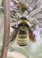 Bombus sonorus