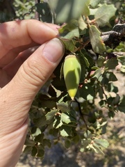 Quercus john-tuckeri