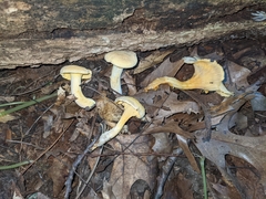 Cantharellus