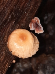 Marasmiineae