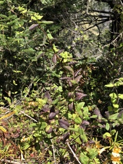 Lonicera