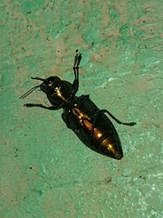 Halecia mexicana