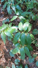 Maianthemum stellatum