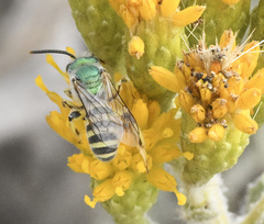 Agapostemon texanus