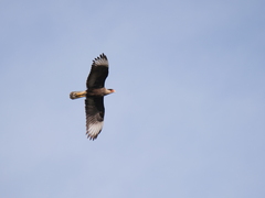 Caracara plancus