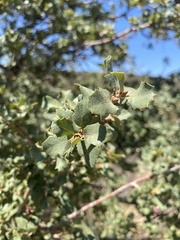 Quercus john-tuckeri