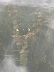 Potamogeton