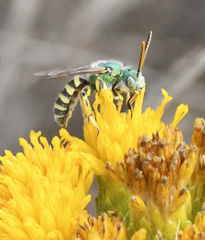Agapostemon texanus