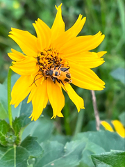 Chauliognathus pensylvanicus