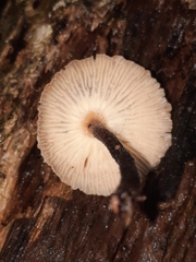 Marasmiineae