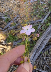 Drosera eremaea