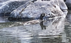 Histrionicus histrionicus