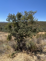 Quercus john-tuckeri