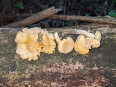 Cantharellus