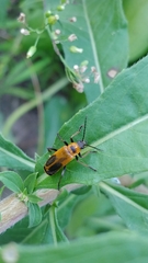 Chauliognathus pensylvanicus