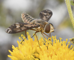 Poecilanthrax arethusa