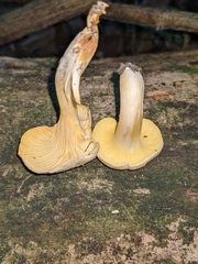 Cantharellus