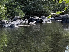 Histrionicus histrionicus