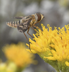Poecilanthrax arethusa
