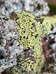 Rhizocarpon