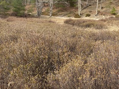 Chamaedaphne calyculata