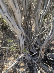Ceanothus cuneatus cuneatus