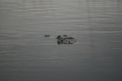 Alligator mississippiensis