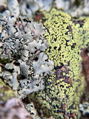 Rhizocarpon