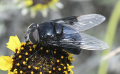 Copestylum violaceum